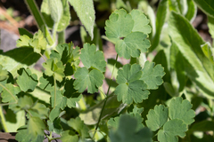 Thalictrum fendleri fendleri