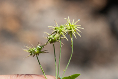 Thalictrum fendleri fendleri
