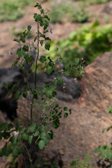 Thalictrum fendleri fendleri