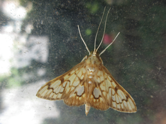 Neoanalthes contortalis