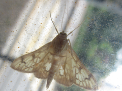 Neoanalthes contortalis