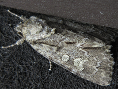 Acronicta adaucta