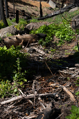 Epilobium glandulosum
