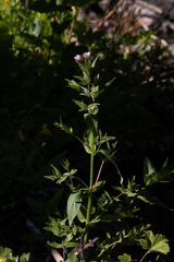 Epilobium glandulosum