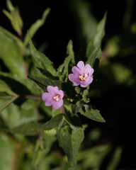 Epilobium glandulosum
