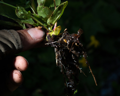 Epilobium glandulosum