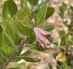 Arctostaphylos pumila