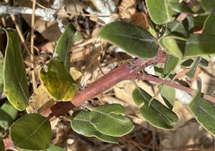 Arctostaphylos pumila