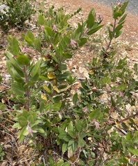 Arctostaphylos pumila