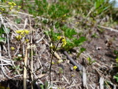 Draba stenoloba