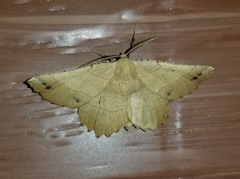 Euchlaena johnsonaria