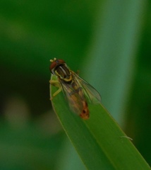 Toxomerus floralis