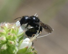 Xylocopa californica