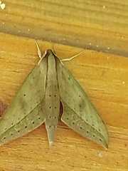 Xylophanes anubus
