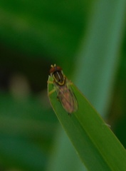 Toxomerus floralis