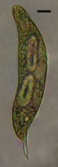 Lepocinclis fusca