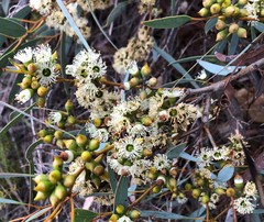 Eucalyptus diversifolia