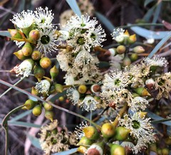 Eucalyptus diversifolia