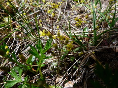 Draba stenoloba