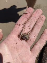 Lophopanopeus bellus