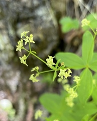 Galium oreganum