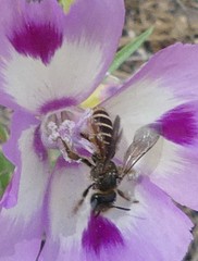 Hesperapis regularis