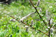 Salix boothii