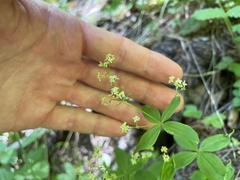 Galium oreganum