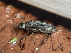 Yakuhananomia bidentata