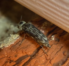 Yakuhananomia bidentata