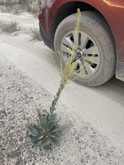 Stanleya viridiflora