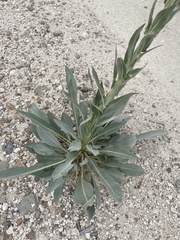 Stanleya viridiflora