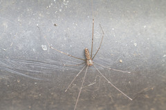 Smeringopus natalensis