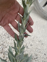 Stanleya viridiflora