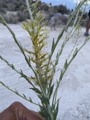 Stanleya viridiflora