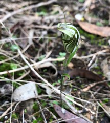 Pterostylis dolichochila