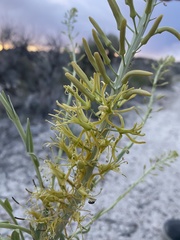Stanleya viridiflora