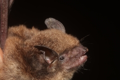 Myotis velifer