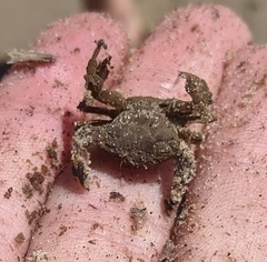 Lophopanopeus bellus