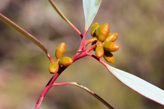 Eucalyptus dumosa