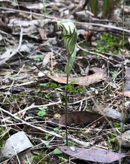 Pterostylis dolichochila