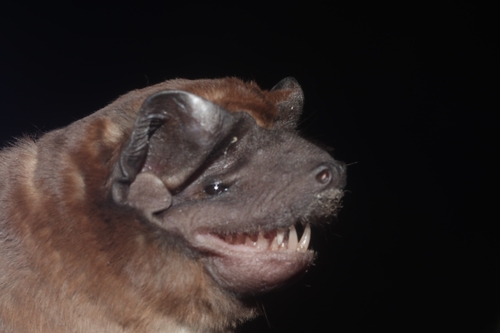 Sinaloan Mastiff Bat