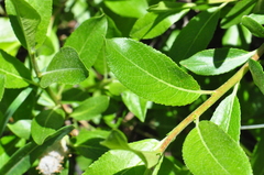 Salix boothii
