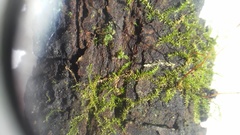 Campylophyllopsis hispidula