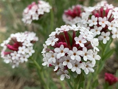 Stellera chamaejasme