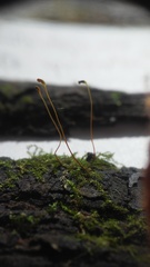 Campylophyllopsis hispidula