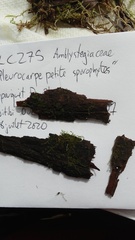 Campylophyllopsis hispidula