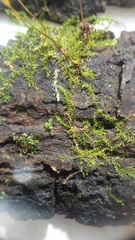 Campylophyllopsis hispidula