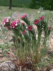 Stellera chamaejasme