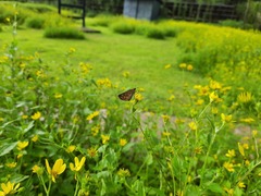 Taractrocera ceramas